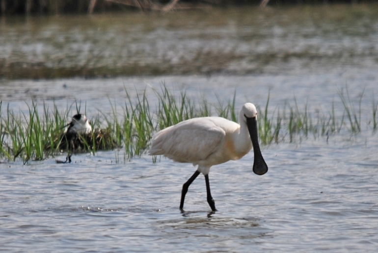 Spatola (Platalea leucorodia)